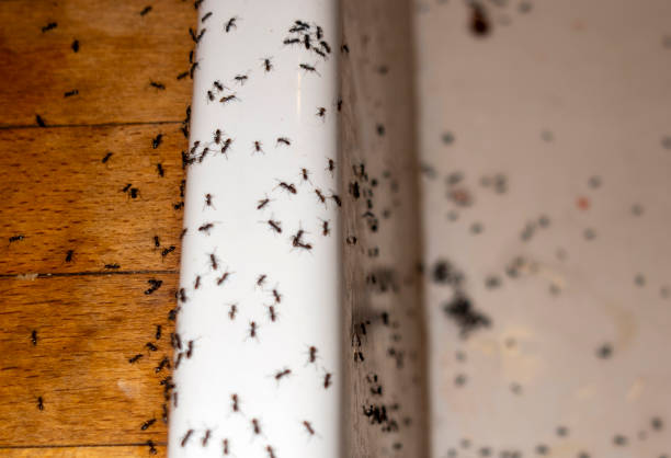 Best Ant Control Services  in Lake Ridge, VA